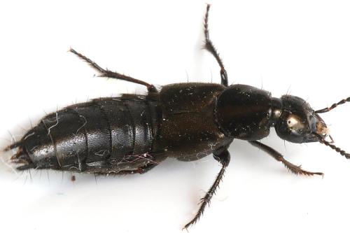 Réf. 345 694 : Philonthus sp.